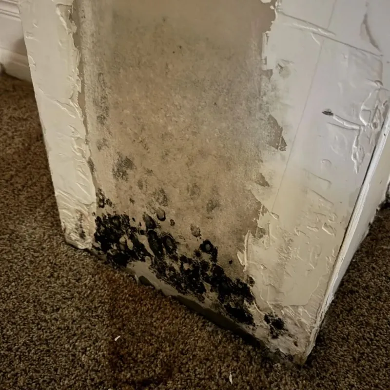 Professional Mold Removal in Chino Hills, CA